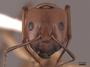 46084 Camponotus castaneus H IN