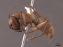 46084 Camponotus castaneus P IN