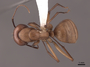 46084 Camponotus castaneus D IN