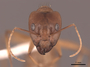 51005 Camponotus chloroticus H IN