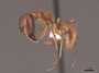 51005 Camponotus chloroticus P IN