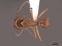 51005 Camponotus chloroticus D IN
