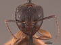 45774 Camponotus chromaiodes H IN
