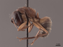 45774 Camponotus chromaiodes P IN