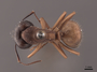 45774 Camponotus chromaiodes D IN