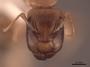 62970 Camponotus claviscapus occultus H IN