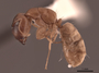 62970 Camponotus claviscapus occultus P IN