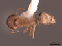 62970 Camponotus claviscapus occultus D IN