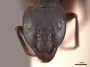 45742 Camponotus compressus H IN