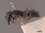 45742 Camponotus compressus P IN