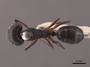45742 Camponotus compressus D IN