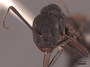 45747 Camponotus cruentatus H IN