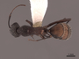 45747 Camponotus cruentatus D IN
