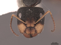 62972 Camponotus cuneidorsus H IN