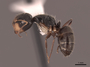 62972 Camponotus cuneidorsus P IN