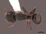 62972 Camponotus cuneidorsus D IN