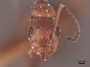 45842 Camponotus decipiens H IN