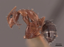 45842 Camponotus decipiens P IN