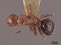 45842 Camponotus decipiens D IN