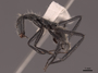 62987 Camponotus depressus P IN
