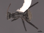 62987 Camponotus depressus D IN