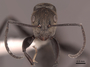 51007 Camponotus flavicomans H IN