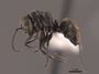 51007 Camponotus flavicomans P IN