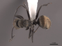 51007 Camponotus flavicomans D IN