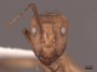 45749 Camponotus fumidus H IN