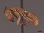 45749 Camponotus fumidus P IN
