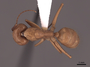 45749 Camponotus fumidus D IN
