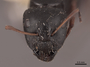 45753 Camponotus gestroi H IN