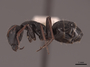 45753 Camponotus gestroi P IN