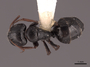 45753 Camponotus gestroi D IN