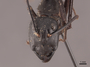 45763 Camponotus gigas H IN