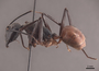 45763 Camponotus gigas P IN