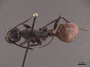 45763 Camponotus gigas D IN