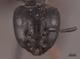 46003 Camponotus herculeanus H IN