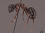 46003 Camponotus herculeanus P IN