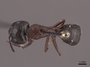 46003 Camponotus herculeanus D IN