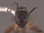 46088 Camponotus femoratus H IN