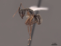 46088 Camponotus femoratus P IN
