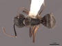 46088 Camponotus femoratus D IN
