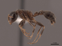 2821891 Pseudomyrmex dendroicus P IN
