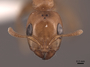 2821892 Pseudomyrmex concolor H IN