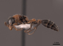 2821894 Pseudomyrmex gracilis P IN