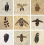 Various beetles