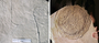 Other trace fossils from FBM Locality A. Left) Burrows of an aquatic invertebrate, from the 18-inch layer; specimen number FMNH PE61027. Right) Large concentric structure probably resulting from escape of gas from the lake bottom sediments. From the sandwich beds. Specimen is FMNH PE61044.