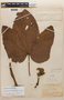 Pourouma guianensis Aubl. subsp. guianensis, BRAZIL, F