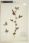 Hibiscus esculentus L., COLOMBIA, F